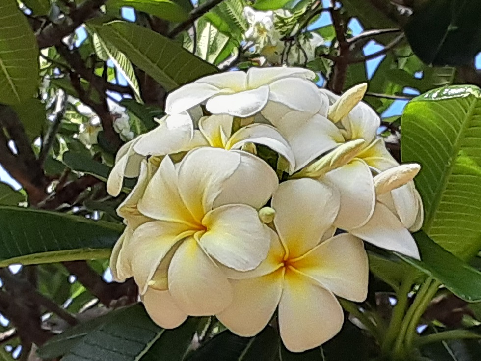 ホリデイアロハ 近鉄インターナショナル ハワイ 初夏のハワイのお花たち