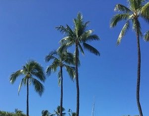 ハワイも８月　青い空で迎えました